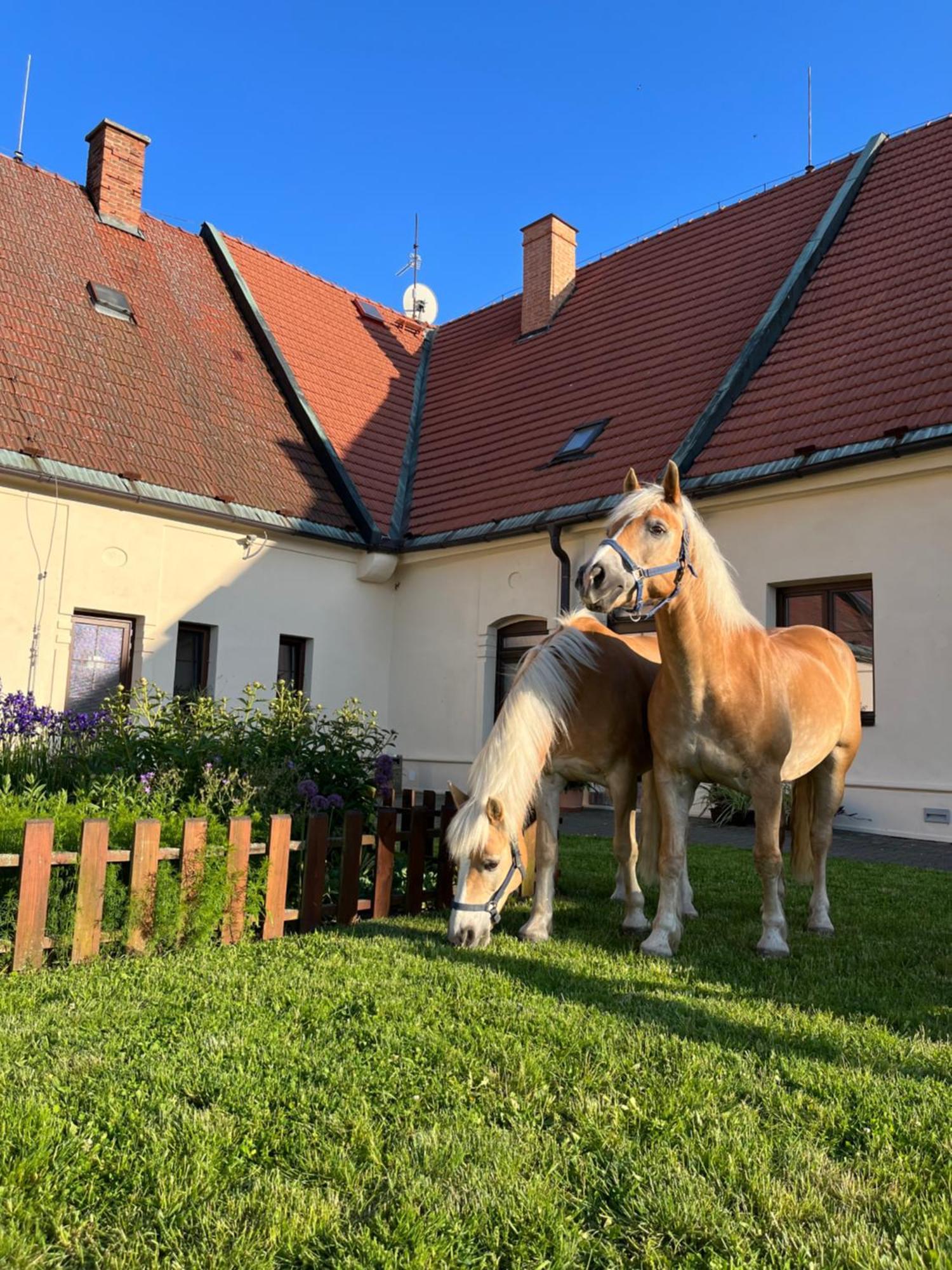 Dvur Nove Zamky Hotel Mladec Exterior photo